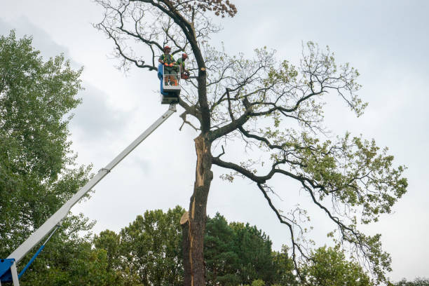 Best Root Management and Removal  in Merkel, TX