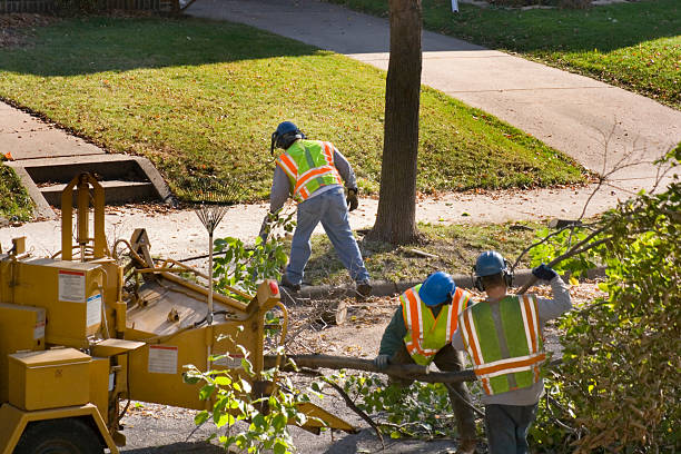Best Storm Damage Tree Cleanup  in Merkel, TX