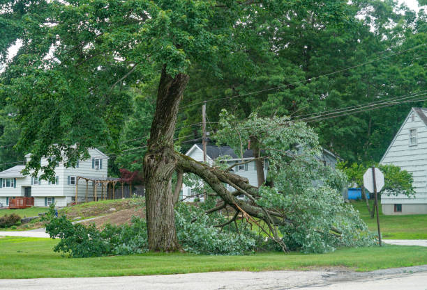 Best Commercial Tree Services  in Merkel, TX